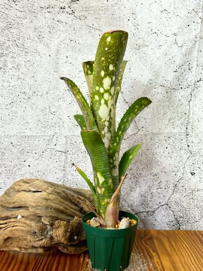 現品】ビルベルギア・タルボットケリー Billbergia Talbot Kelly