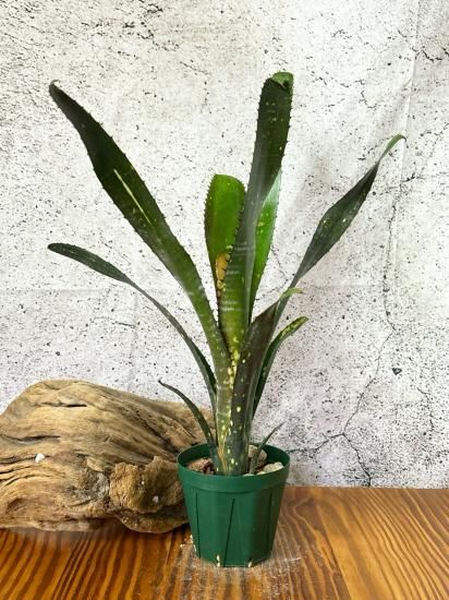現品】ビルベルギア・トンプライ ボケ Billbergia Toneprai