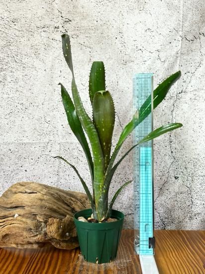 現品】ビルベルギア・トンプライ ボケ Billbergia Toneprai