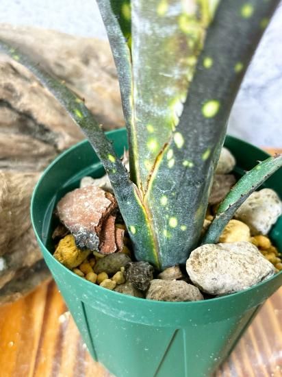 現品】ビルベルギア・トンプライ ボケ Billbergia Toneprai Bokeh