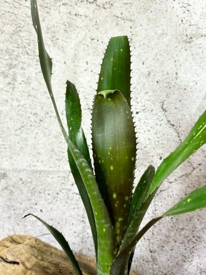現品】ビルベルギア・トンプライ ボケ Billbergia Toneprai