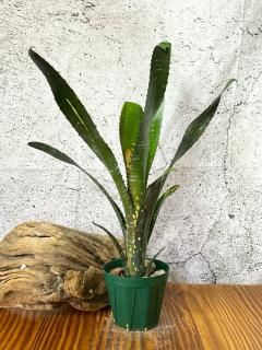 Billbergia ビルベルギア - Frontier Plants ONLINE STORE Billbergia ビルベルギア - Frontier Plants ONLINE STORE