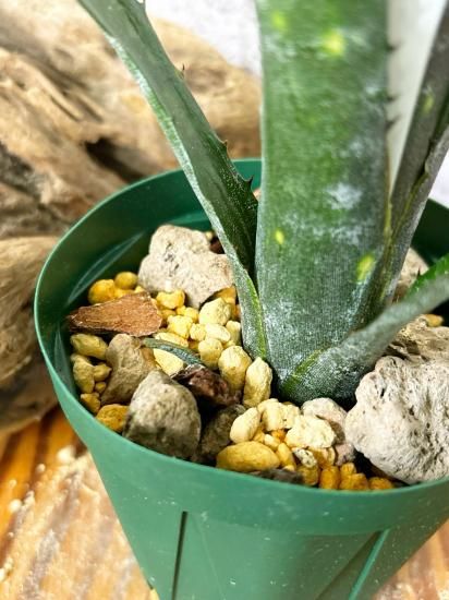 現品】ビルベルギア・トンプライ ボケ Billbergia Toneprai Bokeh