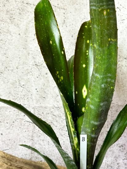 現品】ビルベルギア・トンプライ ボケ Billbergia Toneprai