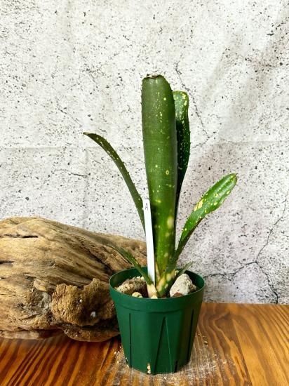 現品】ビルベルギア・トンプライ タイムストーン Billbergia 現品】ビルベルギア・トンプライ タイムストーン Billbergia