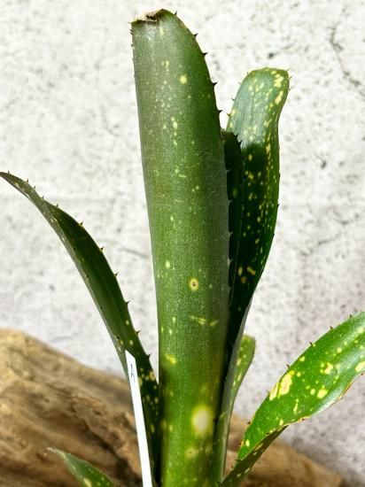 現品】ビルベルギア・トンプライ タイムストーン Billbergia