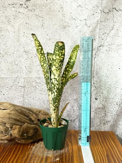現品】ビルベルギア・トンプライ タイムストーン Billbergia