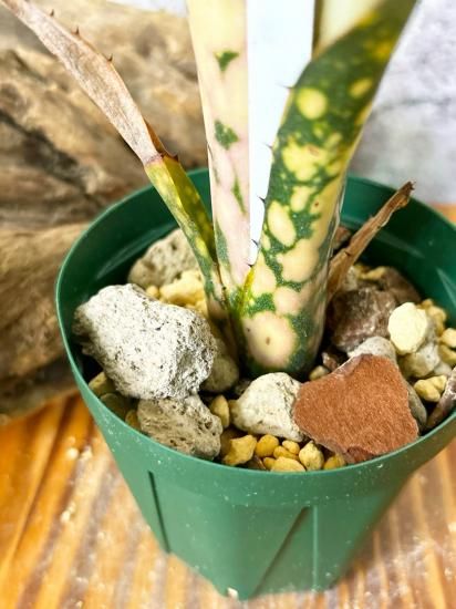 現品】ビルベルギア・トンプライ タイムストーン Billbergia