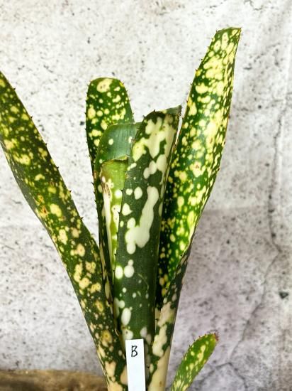 現品】ビルベルギア・トンプライ タイムストーン Billbergia