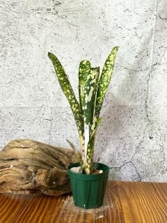 ビルベルギア タルボット 「Talbot creseent moon 」 Frontier