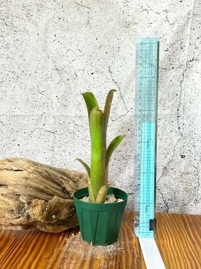 ブロメリア・エアープランツ Billbergia Kolan Shark Bite Billbergia. Kolan of Spring【artPLANTs/PLANTS GARAGE