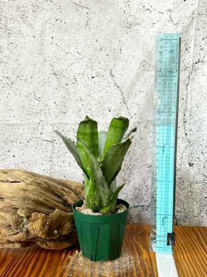 現品】ホヘンベルギア・ダブルハイフン Hohenbergia Double 現品】ホヘンベルギア・ダブルハイフン Hohenbergia Double