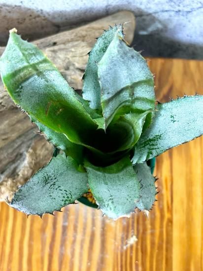 ホへンベルギア　H.leopoldo-horstii ホヘンベルギア・レオポルドホルスティー（ハワイクローン