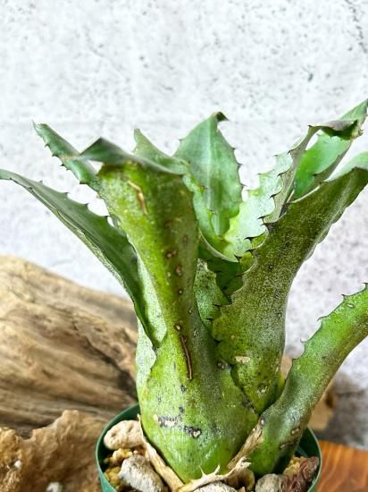 現品】ホヘンベルギア・レオポルドホルスティー ハワイクローン