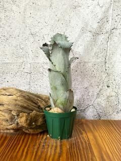 Hohenbergia ホヘンベルギア - Frontier Plants ONLINE STORE