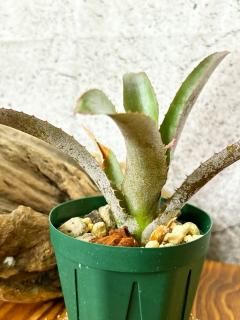 Neoregelia ネオレゲリア - Frontier Plants ONLINE STORE