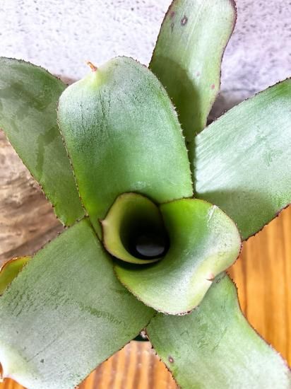 現品】ネオレゲリア・セリバ コンパクトクローン Neoregelia