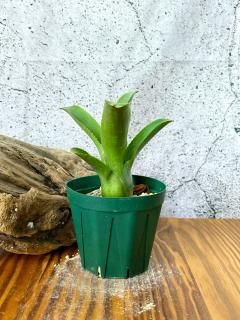 Neoregelia ネオレゲリア - Frontier Plants ONLINE STORE