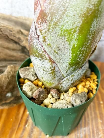 現物「ホヘンメア・サイコ」５号　xHohenmea Psycho 現品】ホヘンメア・サイコ x Hohenmea Psycho (Aech. bracteata (Giant