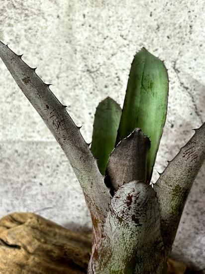 現品】ホヘンメア・サイコ x Hohenmea Psycho (Aech. bracteata (Giant