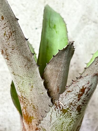 その他観葉植物 X Hohenmea RBT x Vesita X Hohenmea RBT x Vesita