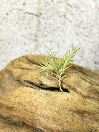 チランジア・カピラリス・ヴィレッセンス（ピッチフォーク） T