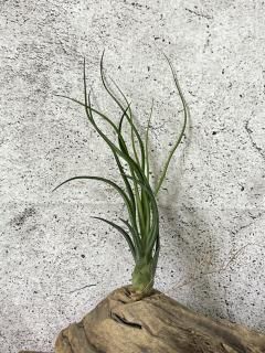 新入荷チランジア New Arrival Tillandsia - Frontier Plants 新入荷チランジア New Arrival Tillandsia - Frontier Plants