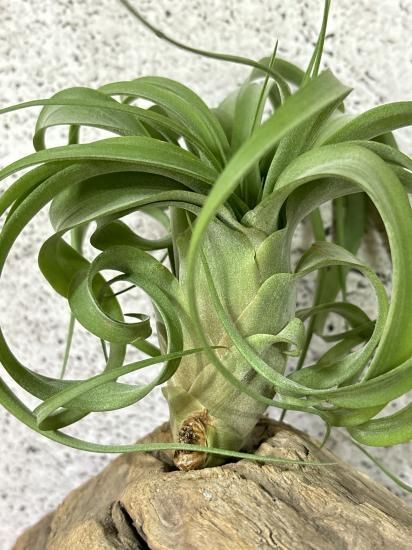 R*N様 ティランジア (ストレプトフィラ ベリーズ x チアペンシス) x デ