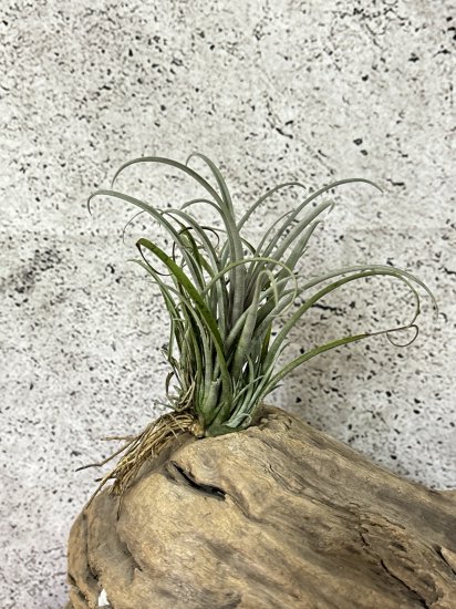 チランジア・カピタータ・ドミンゲンシス T. capitata var. domingensis - Frontier Plants ONLINE  STORE フロンティアプランツ オンラインストア