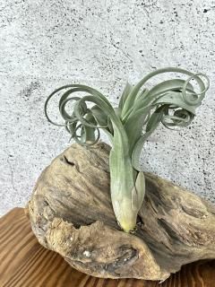 超希少❗️縞模様❗️サイズ特大❗️チランジア　ヒルダエ✨ Frontier Plants ONLINE STORE フロンティアプランツ オンラインストア