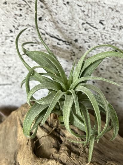 チランジア・イオナンタ・ロンxストレプトフィラ T. ionantha チランジア・イオナンタ・ロンxストレプトフィラ T. ionantha