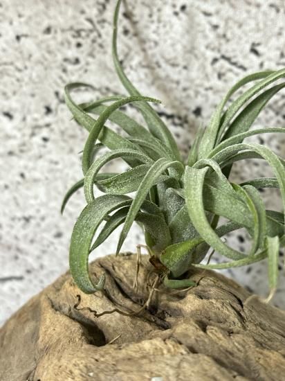 イオナンタ ×ストレプトフィラ チランジア tillandsia ストレプトフィラ レッドクローン Tillandsia streptophylla red clone