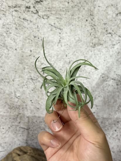 チランジア・イオナンタ・ロンxストレプトフィラ T. ionantha Ron x