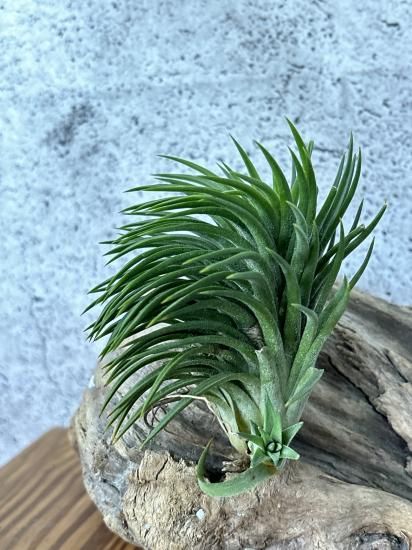 チランジア・イオナンタ・スペシャルフォーム T. ionantha