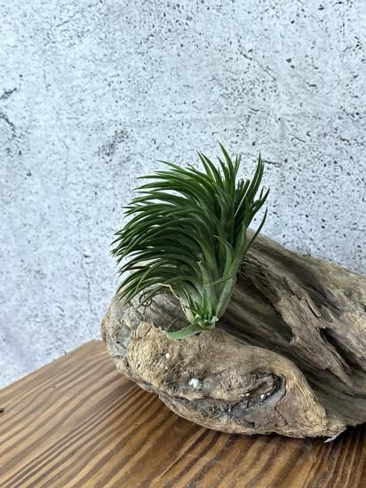 Tillandsia Ionantha Special Selection 速達 Tillandsia Ionantha Special Selection 速達