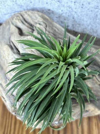 チランジア・イオナンタ・スペシャルフォーム T. ionantha
