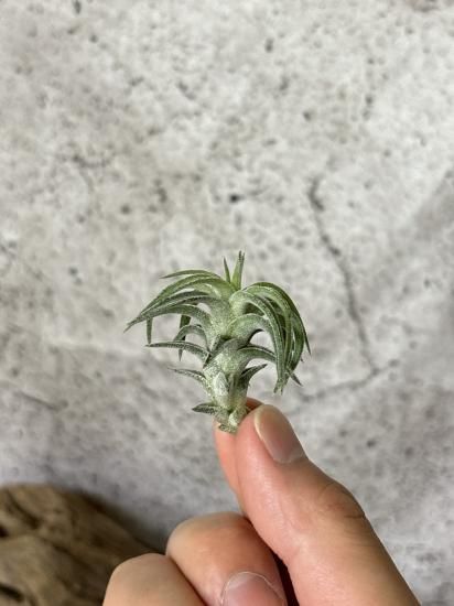 現品】チランジア・イオナンタ・バンハイニンギー・ヴァリエガータ T