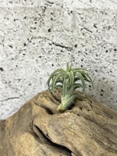 (レア)チランジア　アトロビオラセア　(DP) 現品】チランジア・アトロヴィリディペタラ T. atroviridipetala