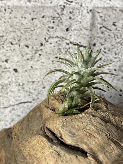 [送料無料] バンハイニンギー ヴァリエガータ バリエガータ 斑 送料無料] バンハイニンギー ヴァリエガータ バリエガータ 斑 楽天市場