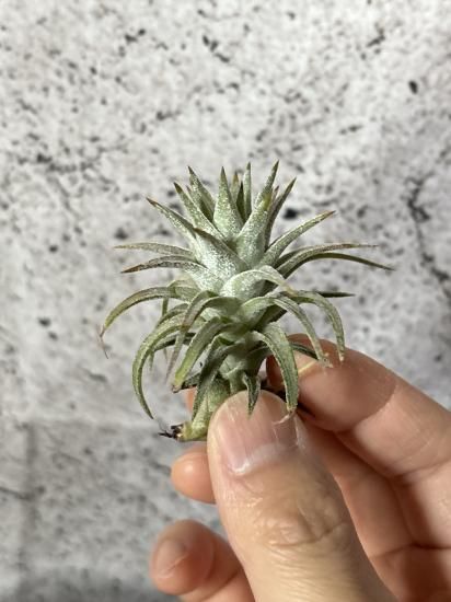 現品】チランジア・イオナンタ・バンハイニンギー・ヴァリエガータ T