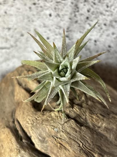 [送料無料] バンハイニンギー ヴァリエガータ バリエガータ 斑 Ꭲ.Vanhyningii variegata | 【Good Field】エアープランツ専門店