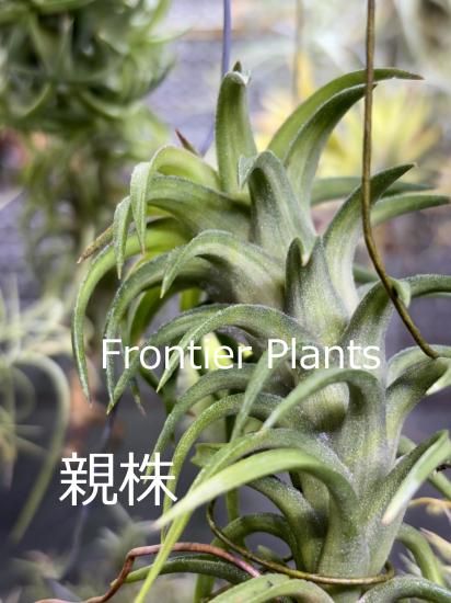 Amazon.co.jp: (現品) チランジア イオナンタ バンハイニンギー