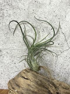 壺型種 - Frontier Plants ONLINE STORE フロンティアプランツ