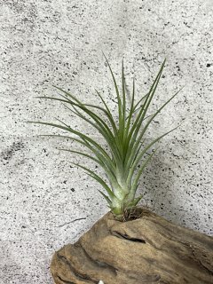 イオナンタ Ionantha グループ - Frontier Plants ONLINE STORE フロンティアプランツ オンラインストア