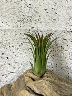 Frontier Plants ONLINE STORE フロンティアプランツ オンライン Frontier Plants ONLINE STORE フロンティアプランツ オンライン
