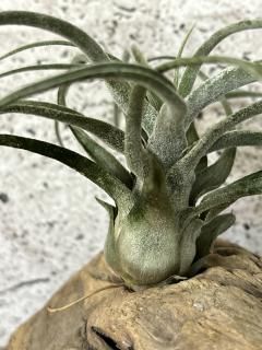 Frontier Plants ONLINE STORE フロンティアプランツ オンライン Frontier Plants ONLINE STORE フロンティアプランツ オンライン
