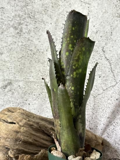 Billbergia Solsa ② 子株付き Billbergia Solsa ② 子株付き