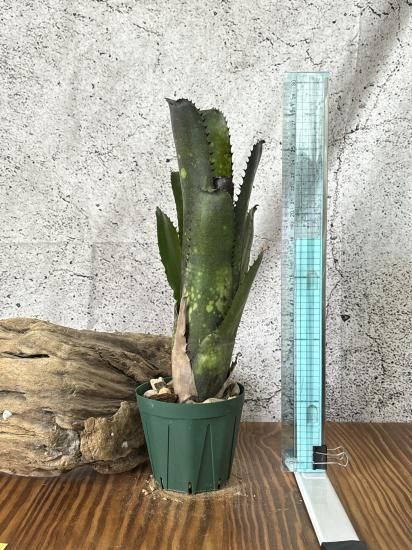 Billbergia Solsa ② 子株付き Billbergia 'Solsa'（ソルサ）｜子株｜スポット強め・深色タイプ【現品
