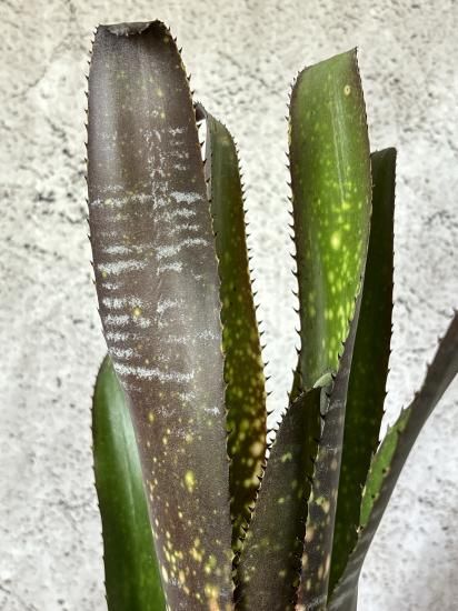 現品】ビルベルギア・ベリーブラスト Billbergia Berry Blast