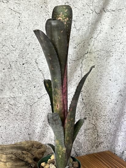 現品】ビルベルギア・ブラックビューティー Billbergia Black